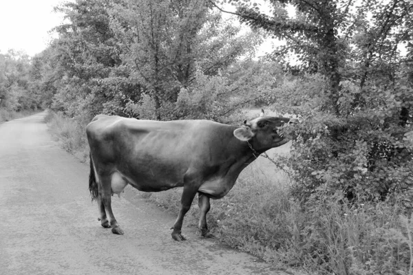 Fotografía Sobre Tema Hermosa Vaca Lechera Grande Pastos Prado Verde —  Fotos de Stock