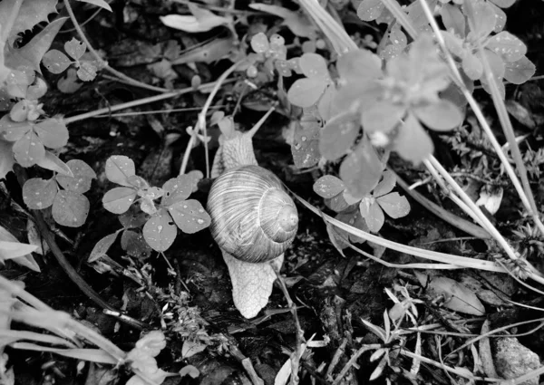 Caracol Jardín Grande Concha Arrastrándose Camino Húmedo Prisa Casa Caracol —  Fotos de Stock