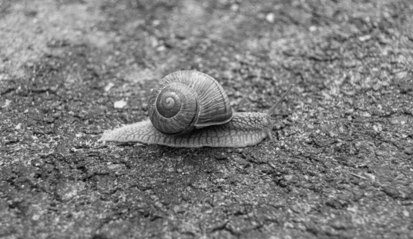 Big Garden Snail Shell Crawling Wet Road Hurry Home Snail — Foto Stock