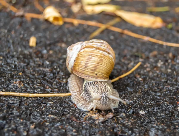 Gros Escargot Jardin Coquille Rampant Sur Route Humide Hâte Maison — Photo