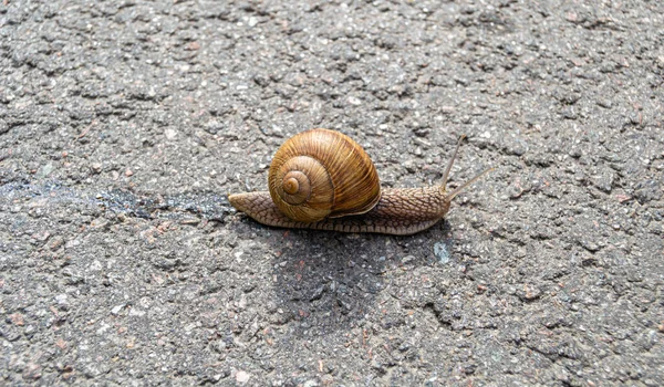 Grote Tuin Slak Schaal Kruipen Natte Weg Haast Naar Huis — Stockfoto