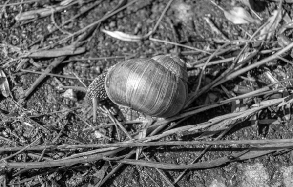 Islak yolda sürünen kabuklu büyük bahçe salyangozu çabuk eve gel, salyangoz Helix, vücudu korumak için sarmalanmış lezzetli yiyeceklerden oluşur, balçık kabuklu doğal hayvan salyangozu, besleyici krema yapar.