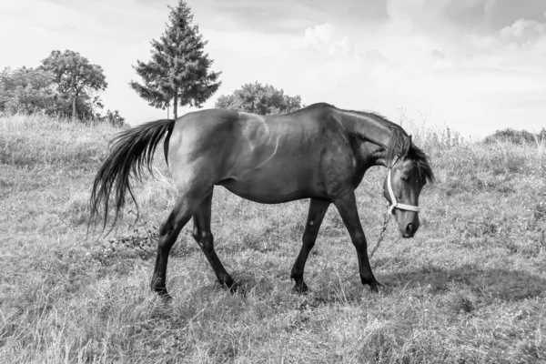 Bonito Cavalo Selvagem Castanho Garanhão Verão Flor Prado Equino Comendo — Fotografia de Stock