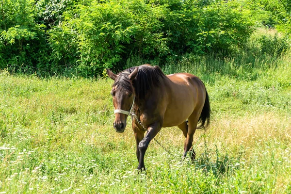 美丽的野马在夏天的花草甸上 马食青草 马的种马 头像很长 站立着 外面的马 外面的马 大马驹 — 图库照片