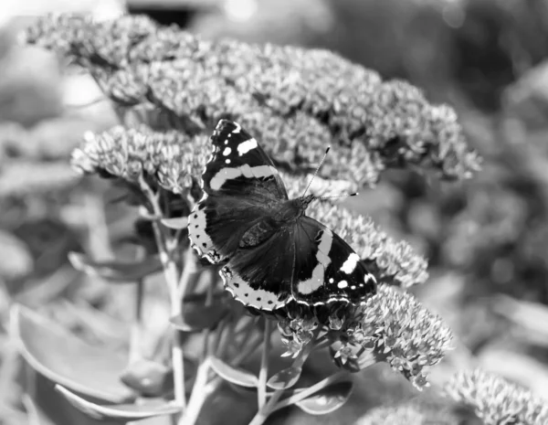 Photography Theme Beautiful Black Butterfly Monarch Meadow Flower Photo Consisting — Foto Stock