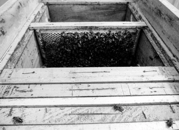 ミツバチはゆっくりと羽ばたき 生きた花から蜜を収集するために蜂の巣に飛び 村の蜂の巣 蜂の足の上の小石の塵 バックグラウンドクローズアップで蜂の巣になります — ストック写真
