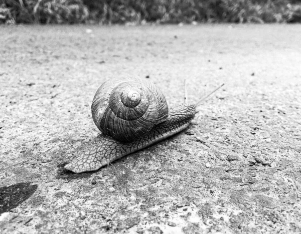 Big Garden Snail Shell Crawling Wet Road Hurry Home Snail — Zdjęcie stockowe