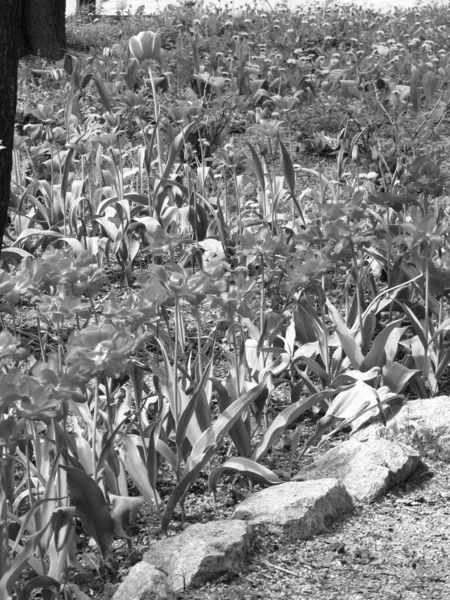 Boeket Wilde Bloemen Tulp Bloeien Tuin Met Natuurlijke Bladeren Mooi — Stockfoto