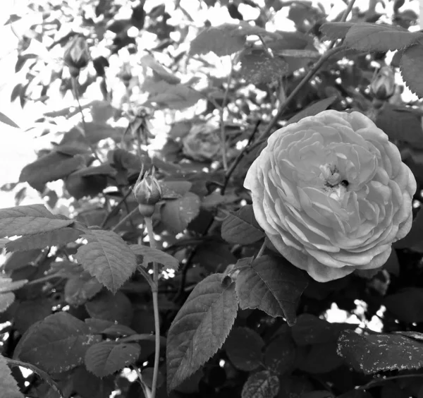 Buquê Flores Silvestres Espinhosa Rosa Florescendo Jardim Com Folhas Naturais — Fotografia de Stock