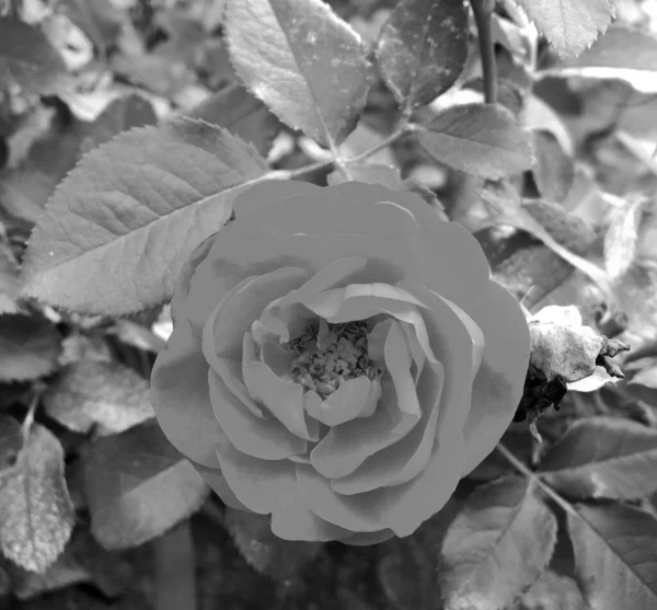 Strauß Wildblumen Stachelige Rose Blüht Garten Mit Natürlichen Blättern Strauß — Stockfoto