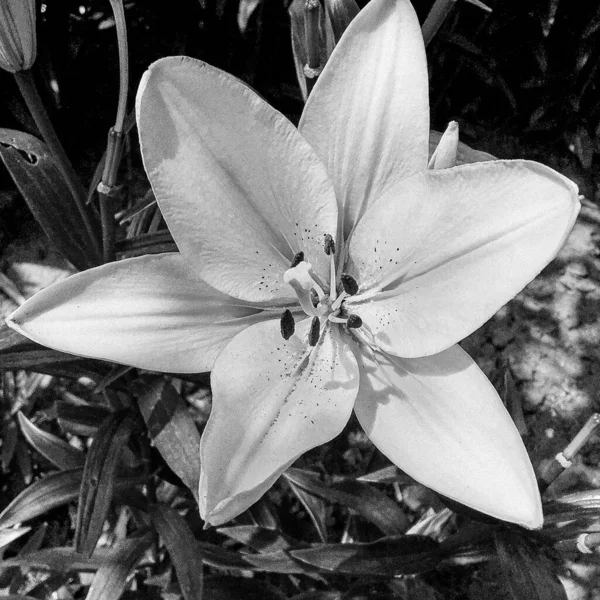 Bukiet Dzikie Kwiaty Lilia Kwitnąca Ogrodzie Naturalnych Liści Piękny Bukiet — Zdjęcie stockowe