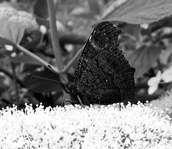 美しい黒い蝶をテーマに写真牧草地の花のモナーク 彼の明るい翼を振って牧草地の花のモナークから成る写真 ボディ古い蝶牧草地の花にモナーク — ストック写真