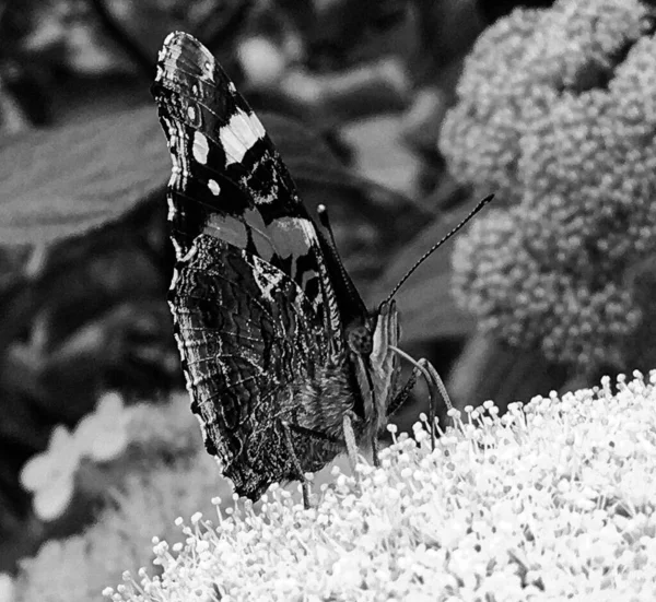 Fotografía Para Tema Hermosa Mariposa Negra Monarca Flor Del Prado —  Fotos de Stock