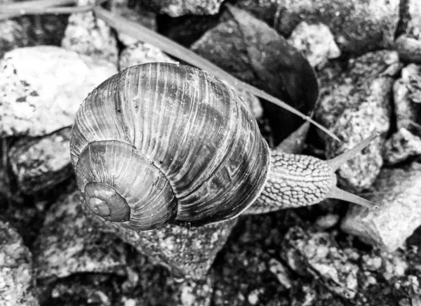 Caracol Jardín Grande Concha Arrastrándose Camino Húmedo Prisa Casa Caracol —  Fotos de Stock