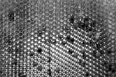 Altın nektarla dolu altıgen bal peteklerinden arı damlayan bal damlası, bal peteği yaz kompozisyonu doğal bal damlası, balmumu çerçeve arısına damlayan bal damlası, bal peteğine damlayan bal damlası