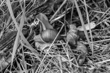 Islak yolda sürünen kabuklu büyük bahçe salyangozu çabuk eve gel, salyangoz Helix, vücudu korumak için sarmalanmış lezzetli yiyeceklerden oluşur, balçık kabuklu doğal hayvan salyangozu, besleyici krema yapar.