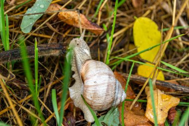 Islak yolda sürünen kabuklu büyük bahçe salyangozu çabuk eve gel, salyangoz Helix vücudu korumak için sarılmış lezzetli yiyeceklerden oluşur, balçıklı doğal neşe salyangozu balçıktan korur, besleyici krema yapabilir.