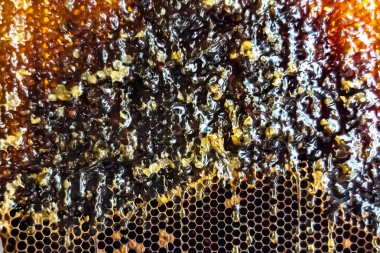 Altın nektarla dolu altıgen bal peteklerinden arı damlayan bal damlası, bal peteği yaz kompozisyonu doğal bal damlası, balmumu çerçeve arısına damlayan bal damlası, bal peteğine damlayan bal damlası
