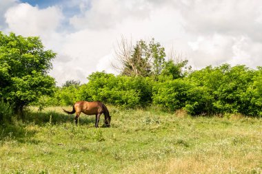 Yazlık çiçek çayırında güzel kahverengi at, yeşil çimen yiyen at. Uzun yeleli at aygırı ayakta duruyor. Atlı aygır açık havada, büyük at atları.