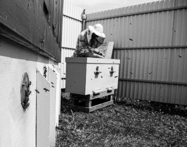 Kanatlı arı yavaşça uçar ve canlı çiçeklerden özel arı kovanına nektar toplar. Arı kovanından, arı kovanından, arı bacağındaki çiçek tozundan, arılara yakın planda arı kovanından oluşan arı kovanından.