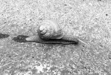 Islak yolda sürünen kabuklu büyük bahçe salyangozu çabuk eve gel, salyangoz Helix, vücudu korumak için sarmalanmış lezzetli yiyeceklerden oluşur, balçık kabuklu doğal hayvan salyangozu, besleyici krema yapar.