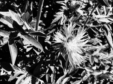 Kanatlı arı yavaşça bitkiye uçar, çiçekten özel arı kovanına bal için nektar toplar, güzel çiçeklerden oluşan bal tokası, arıların bacaklarında sarı polen, tatlı bal nektarı.