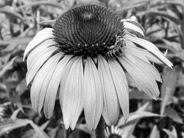 Kanatlı arı yavaşça bitkiye uçar, çiçekten özel arı kovanına bal için nektar toplar, güzel çiçeklerden oluşan bal tokası, arıların bacaklarında sarı polen, tatlı bal nektarı.