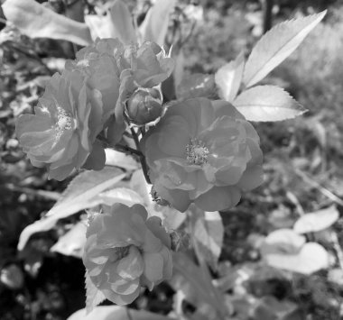 Çiçekler, dikenli güller bahçede doğal yapraklarla çiçek açıyor, dikenli kır çiçekleri, kır bahçesine çiçek açıyor, kır çiçekleri, dikenli çiçekler bahçede çiçek açıyor.