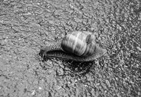 Big Garden Snail Shell Crawling Wet Road Hurry Home Snail — Zdjęcie stockowe