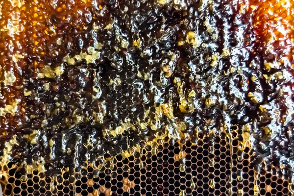 Altın nektarla dolu altıgen bal peteklerinden arı damlayan bal damlası, bal peteği yaz kompozisyonu doğal bal damlası, balmumu çerçeve arısına damlayan bal damlası, bal peteğine damlayan bal damlası