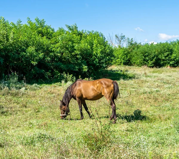 Beau Cheval Brun Sauvage Étalon Sur Prairie Fleurs Été Cheval — Photo