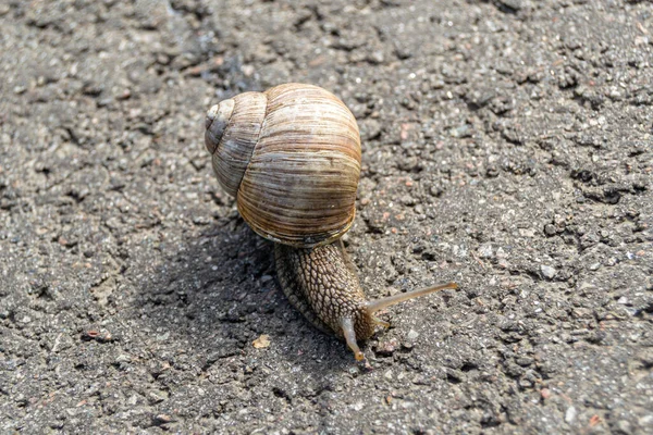 Islak yolda sürünen kabuklu büyük bahçe salyangozu çabuk eve gel, salyangoz Helix vücudu korumak için sarılmış lezzetli yiyeceklerden oluşur, balçıklı doğal neşe salyangozu balçıktan korur, besleyici krema yapabilir.