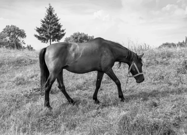 Bonito Cavalo Selvagem Castanho Garanhão Verão Flor Prado Equino Comendo — Fotografia de Stock