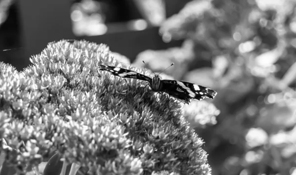 Photographie Thème Beau Papillon Noir Monarque Sur Fleur Prairie Photo — Photo