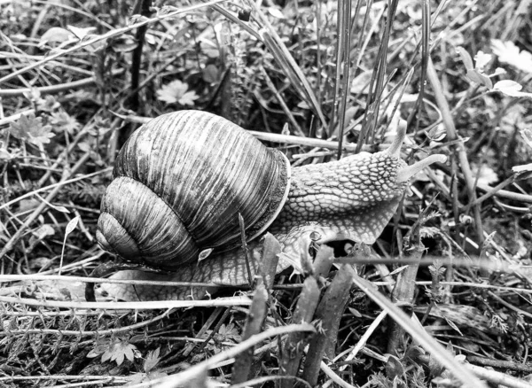 Big Garden Snail Shell Crawling Wet Road Hurry Home Snail — Fotografia de Stock