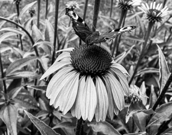 美しい黒い蝶をテーマに写真牧草地の花のモナーク 彼の明るい翼を振って牧草地の花のモナークから成る写真 ボディ古い蝶牧草地の花にモナーク — ストック写真