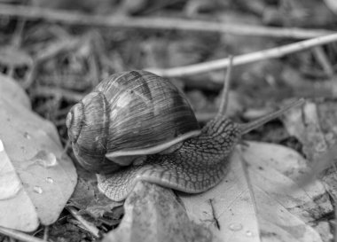 Islak yolda sürünen kabuklu büyük bahçe salyangozu çabuk eve gel, salyangoz Helix, vücudu korumak için sarmalanmış lezzetli yiyeceklerden oluşur, balçık kabuklu doğal hayvan salyangozu, besleyici krema yapar.
