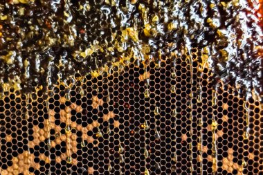 Altın nektarla dolu altıgen bal peteklerinden arı damlayan bal damlası, bal peteği yaz kompozisyonu doğal bal damlası, balmumu çerçeve arısına damlayan bal damlası, bal peteğine damlayan bal damlası