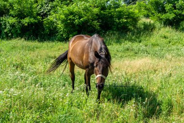 Yazlık çiçek çayırında güzel kahverengi at, yeşil çimen yiyen at. Uzun yeleli at aygırı ayakta duruyor. Atlı aygır açık havada, büyük at atları.