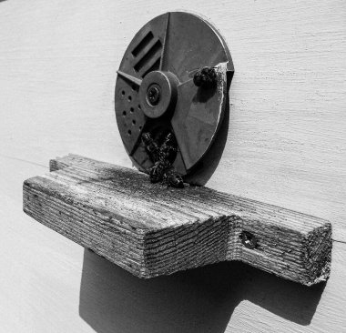 Kanatlı arı yavaşça uçar ve canlı çiçeklerden özel arı kovanına nektar toplar. Arı kovanından, arı kovanından, arı bacağındaki çiçek tozundan, arılara yakın planda arı kovanından oluşan arı kovanından.