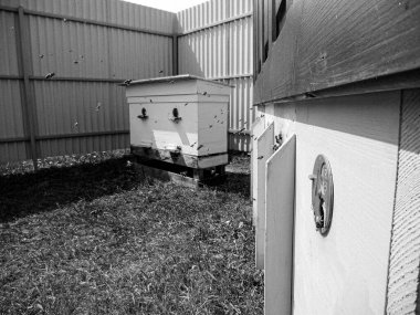 Kanatlı arı yavaşça uçar ve canlı çiçeklerden özel arı kovanına nektar toplar. Arı kovanından, arı kovanından, arı bacağındaki çiçek tozundan, arılara yakın planda arı kovanından oluşan arı kovanından.