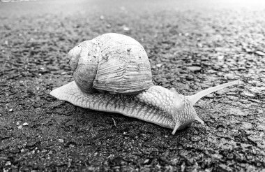 Islak yolda sürünen kabuklu büyük bahçe salyangozu çabuk eve gel, salyangoz Helix, vücudu korumak için sarmalanmış lezzetli yiyeceklerden oluşur, balçık kabuklu doğal hayvan salyangozu, besleyici krema yapar.