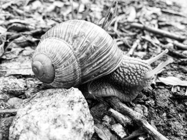 Islak yolda sürünen kabuklu büyük bahçe salyangozu çabuk eve gel, salyangoz Helix, vücudu korumak için sarmalanmış lezzetli yiyeceklerden oluşur, balçık kabuklu doğal hayvan salyangozu, besleyici krema yapar.
