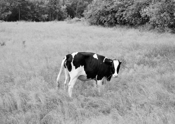 Photography Theme Beautiful Big Milk Cow Grazes Green Meadow Blue — Zdjęcie stockowe