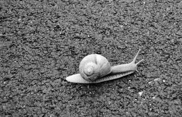Big Garden Snail Shell Crawling Wet Road Hurry Home Snail — Stock Fotó