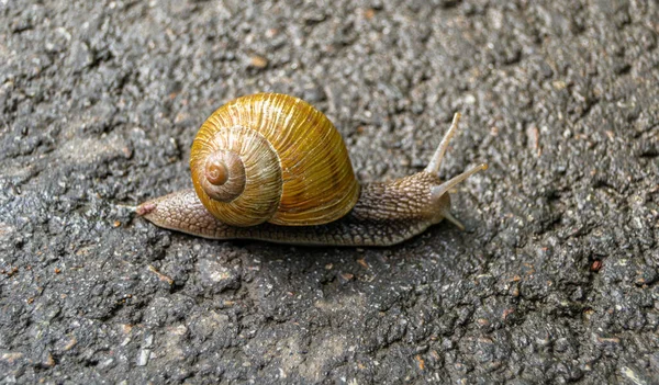 Große Gartenschnecke Schneckenhaus Kriecht Auf Nasser Straße Hastig Nach Hause — Stockfoto