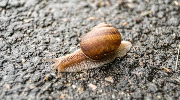 大きな庭のカタツムリのシェルにぬれた道を急いで家に這う カタツムリのヘリックスは 栄養クリームを作ることができるスライムからシェル内の体 自然の喜びの動物カタツムリを保護するために食用おいしい料理のコイルシェルで構成されています — ストック写真