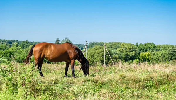 Beau Cheval Brun Sauvage Étalon Sur Prairie Fleurs Été Cheval — Photo