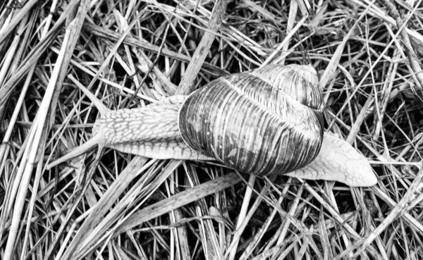 Caracol Jardín Grande Concha Arrastrándose Camino Húmedo Prisa Casa Caracol —  Fotos de Stock