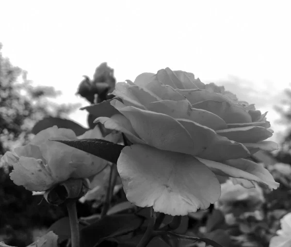 Букет Диких Квітів Колючки Троянди Квітучі Саду Природним Листям Букет — стокове фото